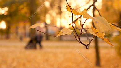 Family with disabled person on walk in evening