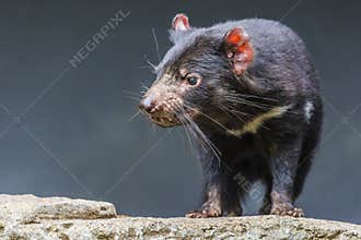 Tasmanian devil close up