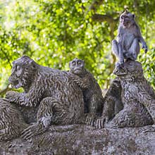 Long-tailed macaque (Macaca fascicularis) in Sacred Monkey Forest