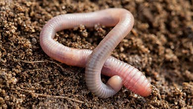 Earthworm in soil