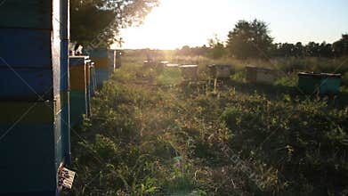 Beehive at Sunset. Bees, Hive, Honey, Apiary