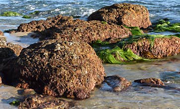 Marine life encrusted on exposed boulders at low tide in Laguna Beach, California.