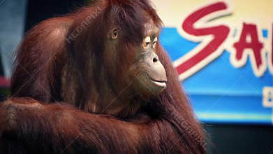 Orangutan Performing At Zoo Show