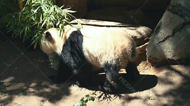 Lazy panda animal