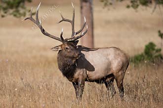 Bull elk with big antlers