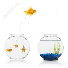Goldfish Escape