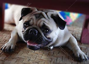 dog pug