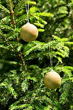 Golden balls - Christmas decoration in real tree