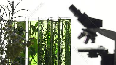 Chives, dill, thyme, basil, curry and mint in test tubes