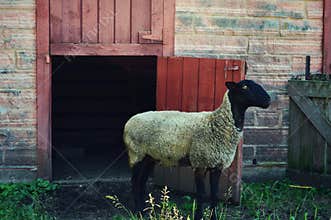 Sheep, Red Barn