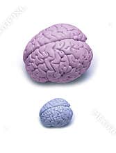 Man Woman Gender Brain Small Emotional Intelligence