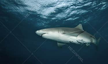 Lemon Shark from Below