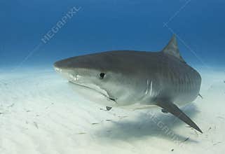 Tiger Shark Closeup Profile