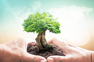 Large Ancient Tree in Miniature Size Cradled by Human Hands over World Map Background