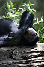 Chimp laying on a rock at the zoo