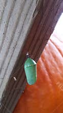 Monarch butterfly chrysalis