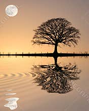 Oak Tree at Sunset