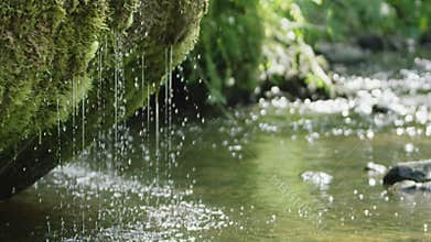 Slow motion of spring waterfall dribbling from moss