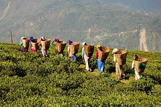 Tea garden