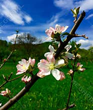 Apple tree flowers