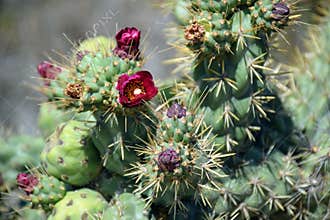 Flowering cactus in the Dana Point Headland Conservation Preserve.