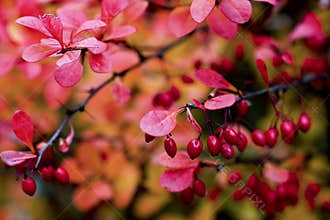 Berberis thunbergii