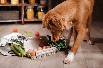 Dog Nova Scotia Duck Tolling Retriever , foods are on the table in the kitchen