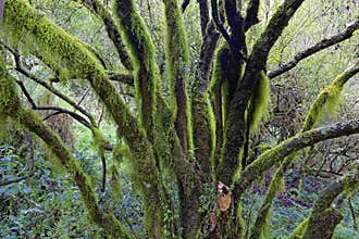 Wilderness tree with tufts in rain forest