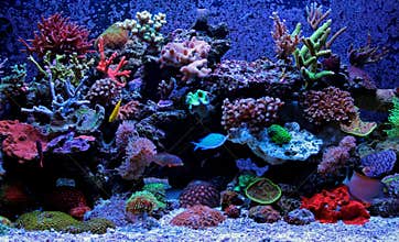 Coral reef aquarium scene
