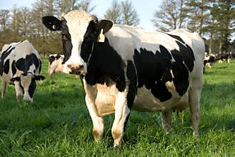 Dairy Cows