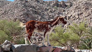 Goat. Oman, Musandam, Gulf of Oman, ancient Village of Haffa