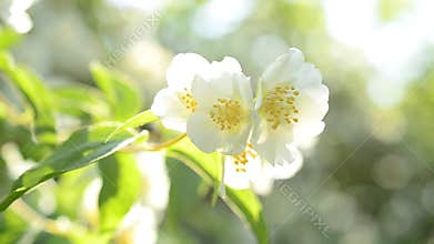 Philadelphus blossom. Mock orange with flowers in sunshine