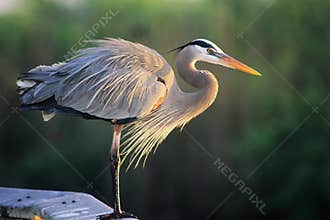 Great Blue Heron