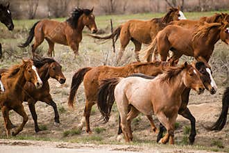 Herd of horses running past on a trail drive