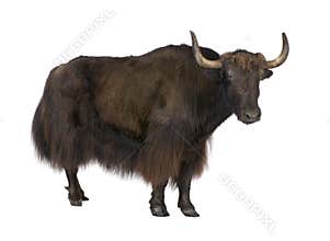 Yak