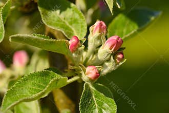 Spring apple tree buds