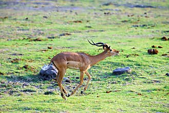 Jumping antelope 2