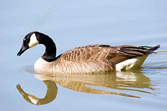 Mirrored Goose