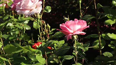 Beautiful pink roses