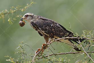 Female Snail Kite Eating an Apple Snail - Panama