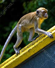 Macaque monkey