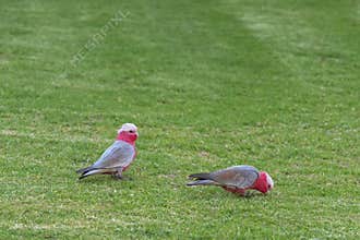 Two Galah birds ( Rose breasted cockatoo ) in gray and pink plum