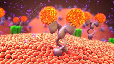 Cell membrane receptors