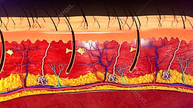 Skin Anatomy