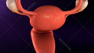 Female reproductive system