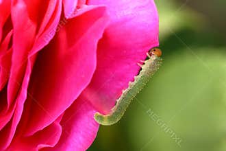 Rose Slug or Sawfly Larvae