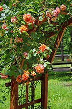 Summer background with flowers. Rambler roses in the garden. Lovely perfumed orange roses