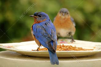 Eastern Bluebird Pair at Feeder