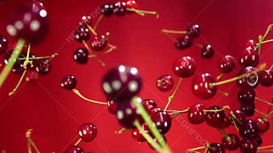 Close-up of cherry flies through the air and rotates a red background