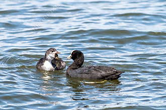 Eurasian coot